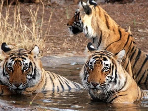 tiger-in-bardiya-jungle-safari-tour